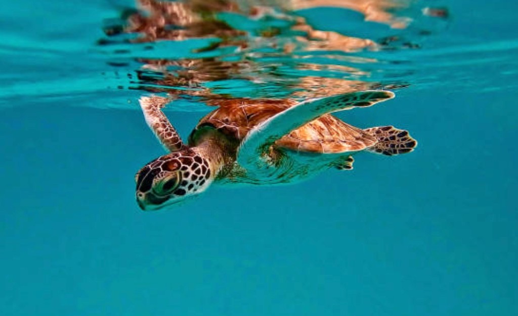 Green sea turtle swimming in clear turquoise Caribbean water on a Swim with Turtles Barbados shore excursion from Bridgetown cruise port.